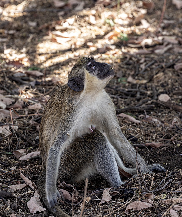 Monkey - Senegal